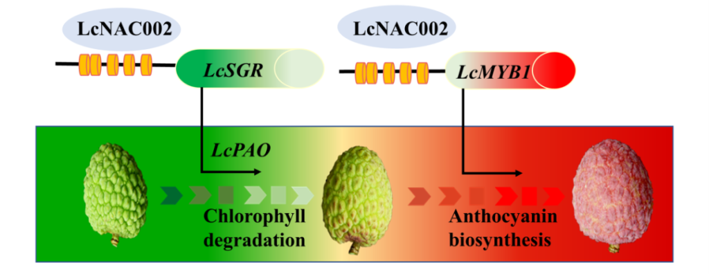 《Plant Physiology | 华南农业大学黄旭明/王惠聪团队揭示转录因子同时调控荔枝果实叶绿素降解和花色苷积累的新机制》