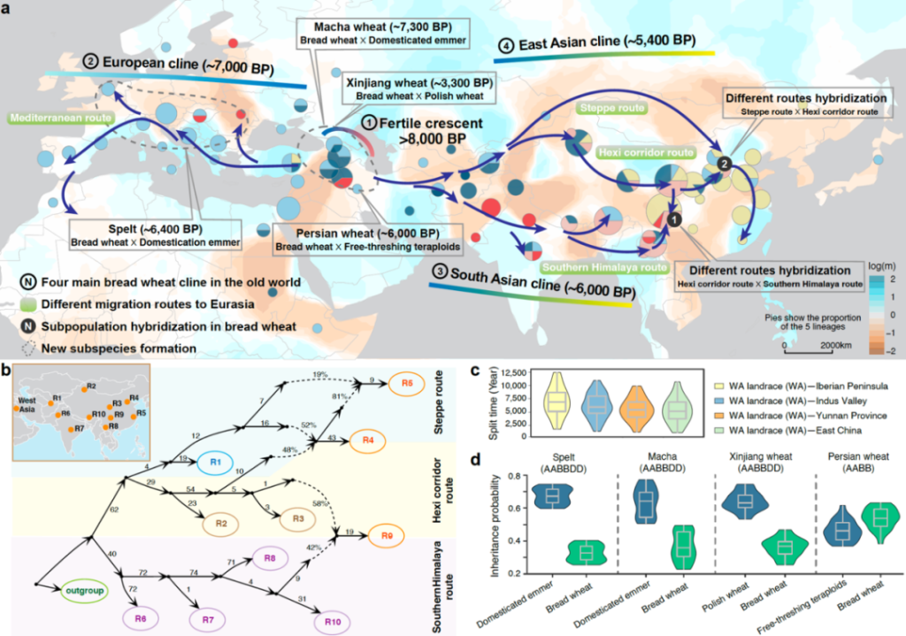 《Nature Plants | 遗传发育所鲁非组重建了面包小麦及其近缘种的群体演化历史》