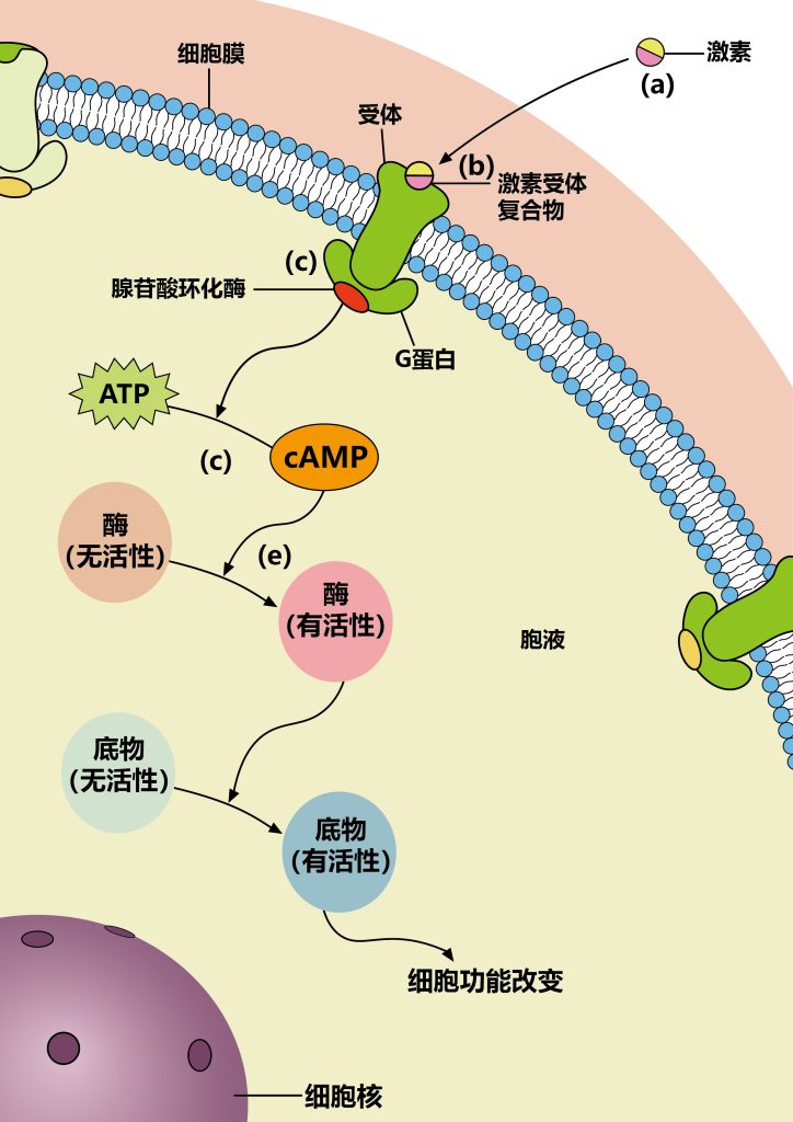 《第二信使——钙离子（一）》