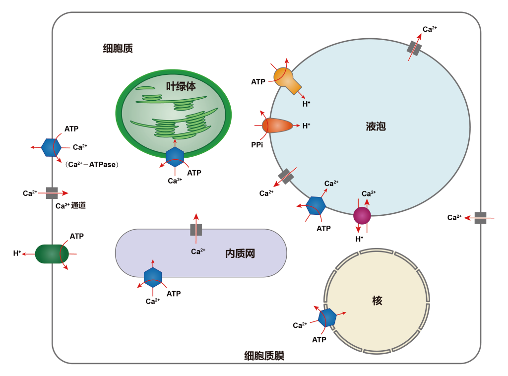 《第二信使——钙离子（一）》