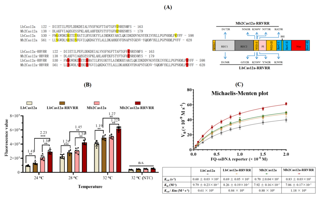 《PBJ | 河南农业大学冯建灿/郑先波/焦健研究团队揭示突变型Mb2Cas12a蛋白在园艺作物病原物检测中的应用》