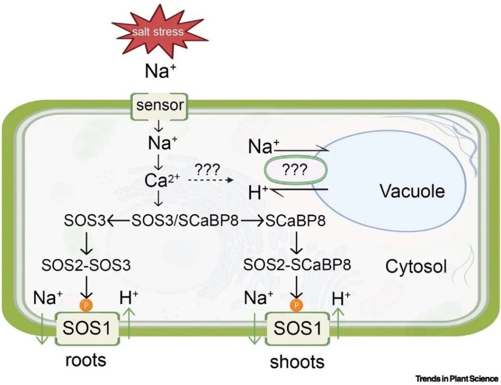 《Trends in Plant Science | 重新审视植物耐盐性：SOS途径的新成分》