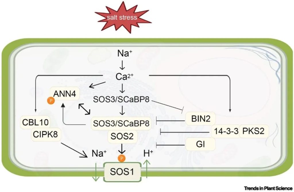 《Trends in Plant Science | 重新审视植物耐盐性：SOS途径的新成分》