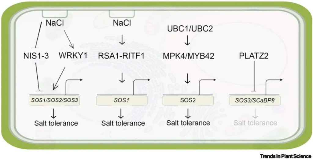 《Trends in Plant Science | 重新审视植物耐盐性：SOS途径的新成分》