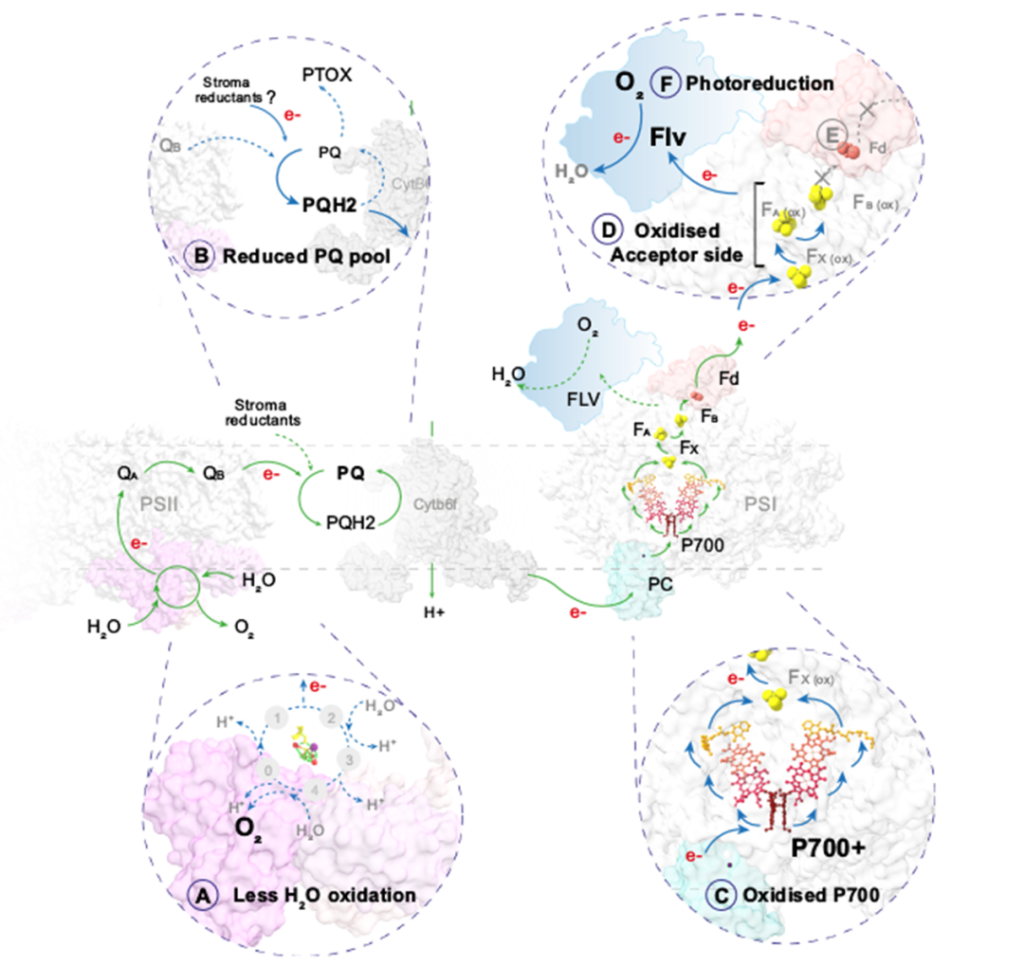 《Nature Communications| 裸子植物类囊体光保护机制解析》