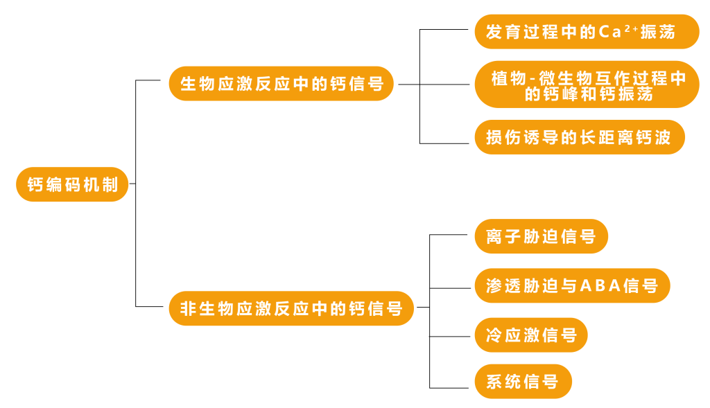 《第二信使——钙离子（二）》