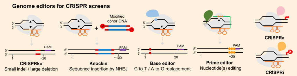 《CRISPR screen——极具潜力的高通量筛选技术》