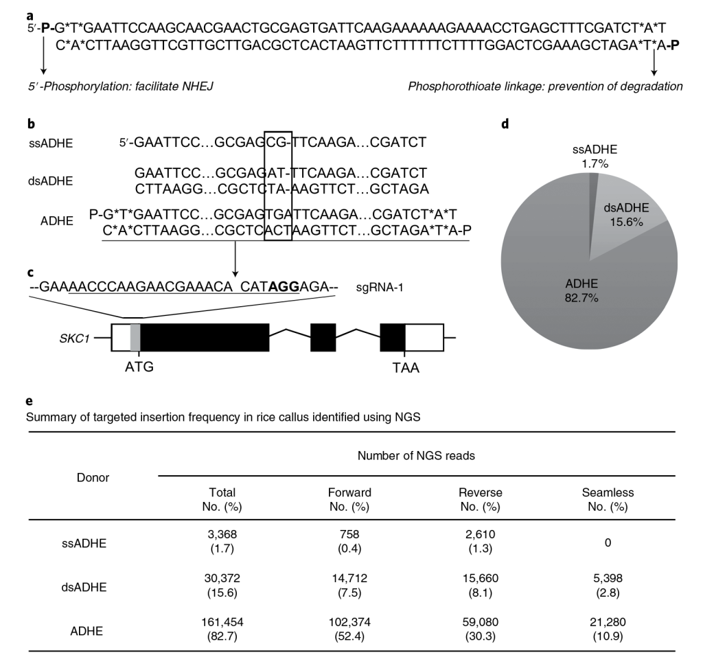 《CRISPR screen——极具潜力的高通量筛选技术》