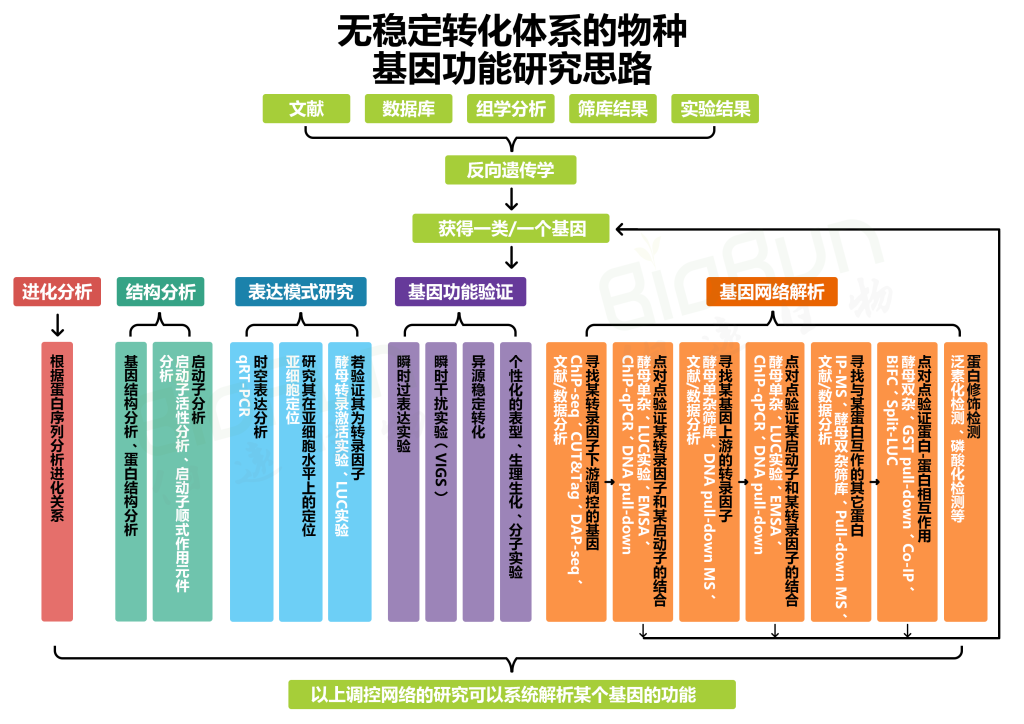 《没有转化体系的物种，如何研究其基因功能？（四）》