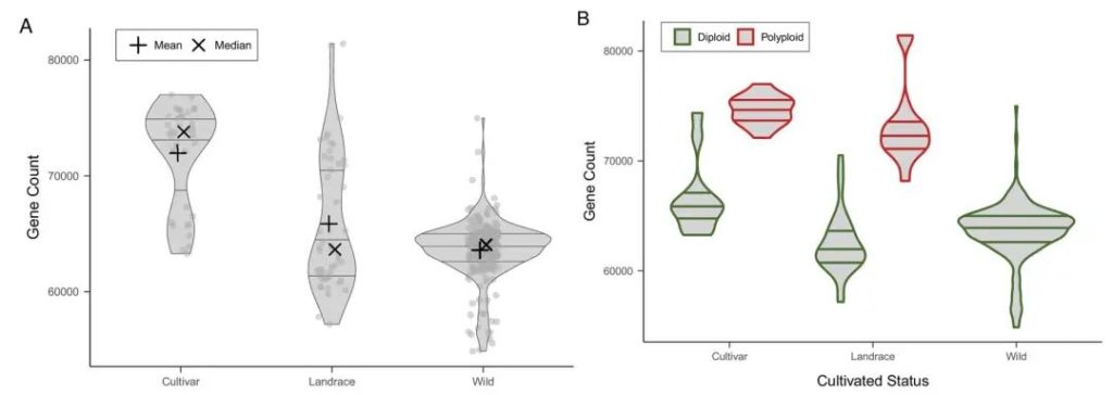 《PNAS | 泛基因组揭示了转座元件和倍性对马铃薯物种进化的影响》