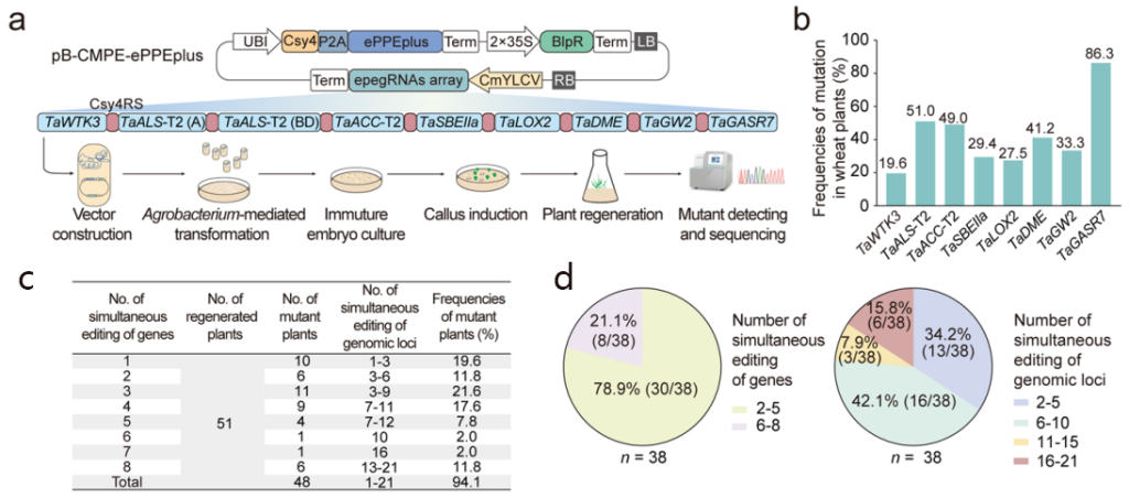 《CRISPR screen——极具潜力的高通量筛选技术》