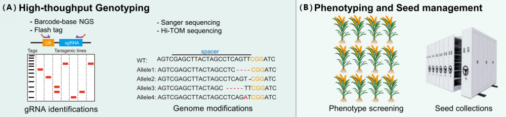 《CRISPR screen——极具潜力的高通量筛选技术》