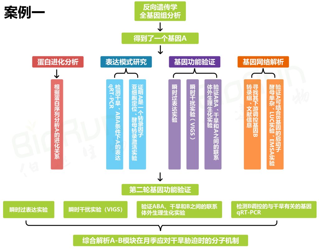 《没有转化体系的物种，如何研究其基因功能？（四）》