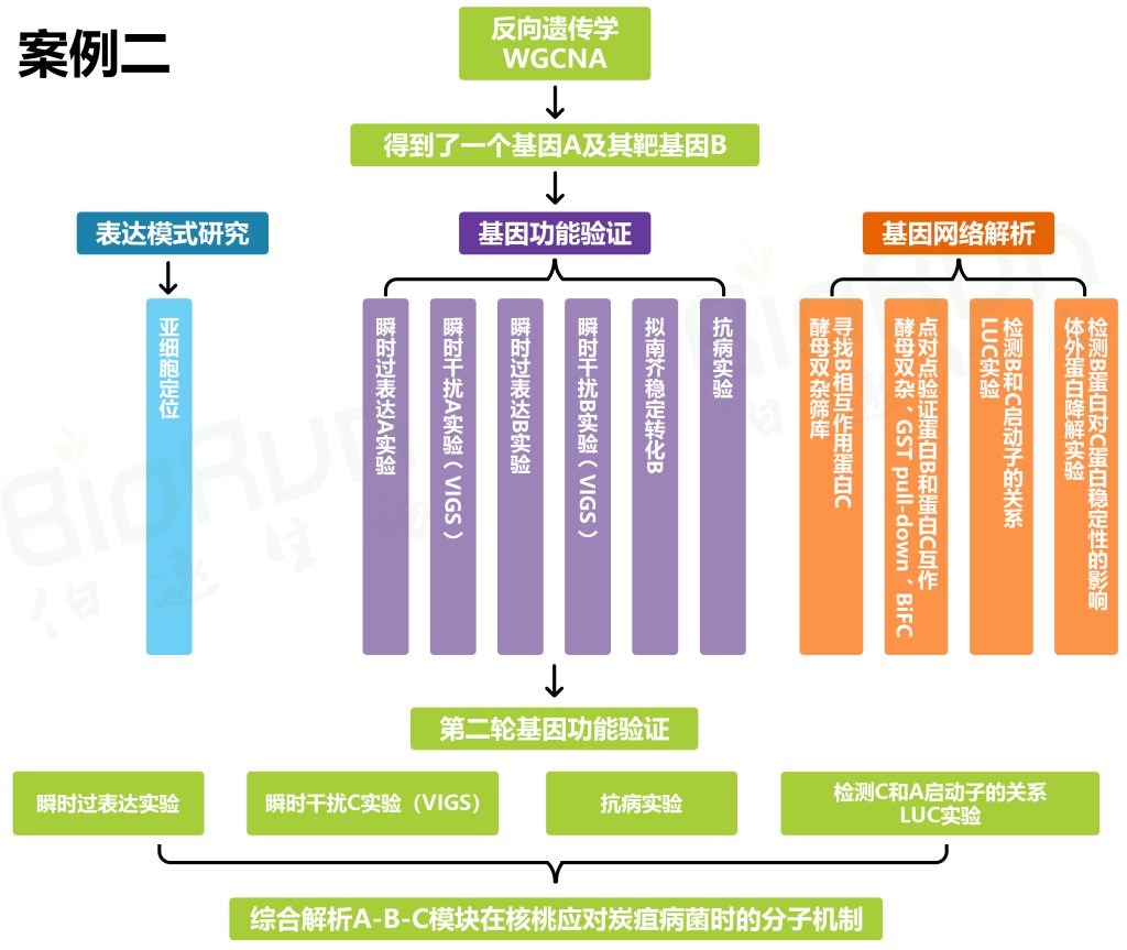 《没有转化体系的物种，如何研究其基因功能？（四）》