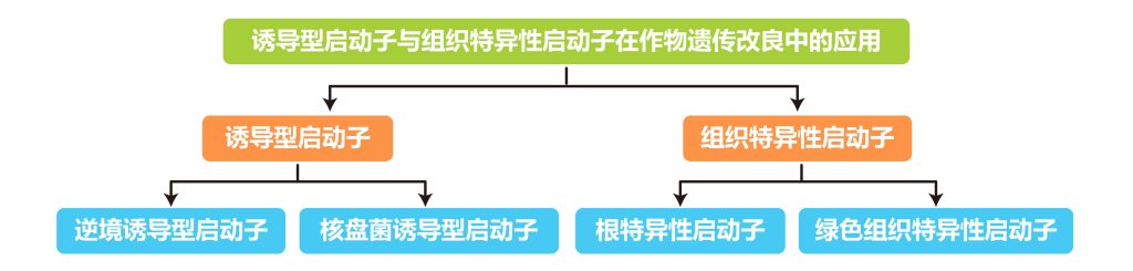 《作物改良与诱导型启动子和组织特异性启动子更配》