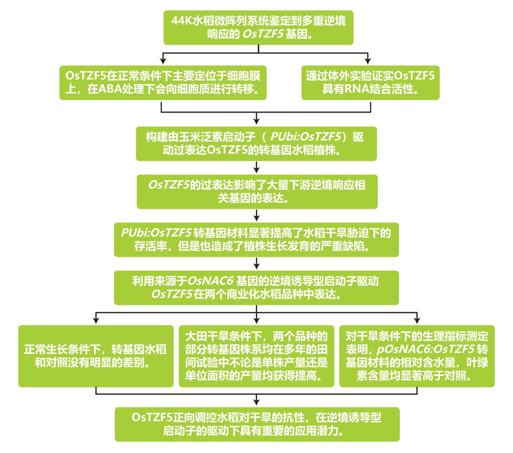 《作物改良与诱导型启动子和组织特异性启动子更配》