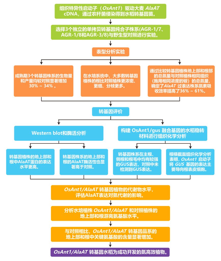 《作物改良与诱导型启动子和组织特异性启动子更配》