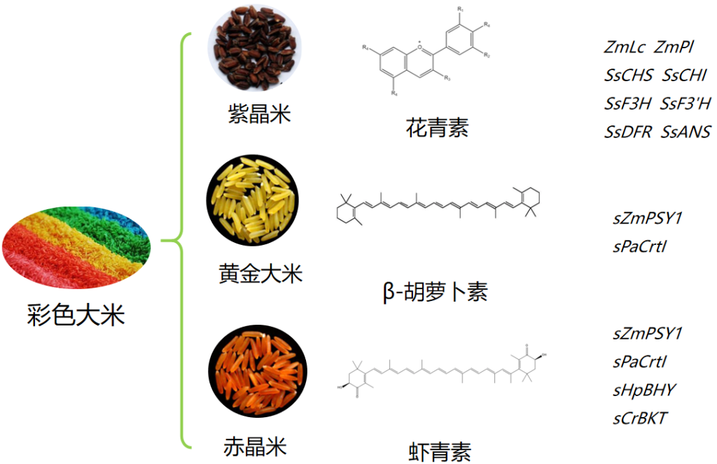 《多彩大米，恰如多彩人生》