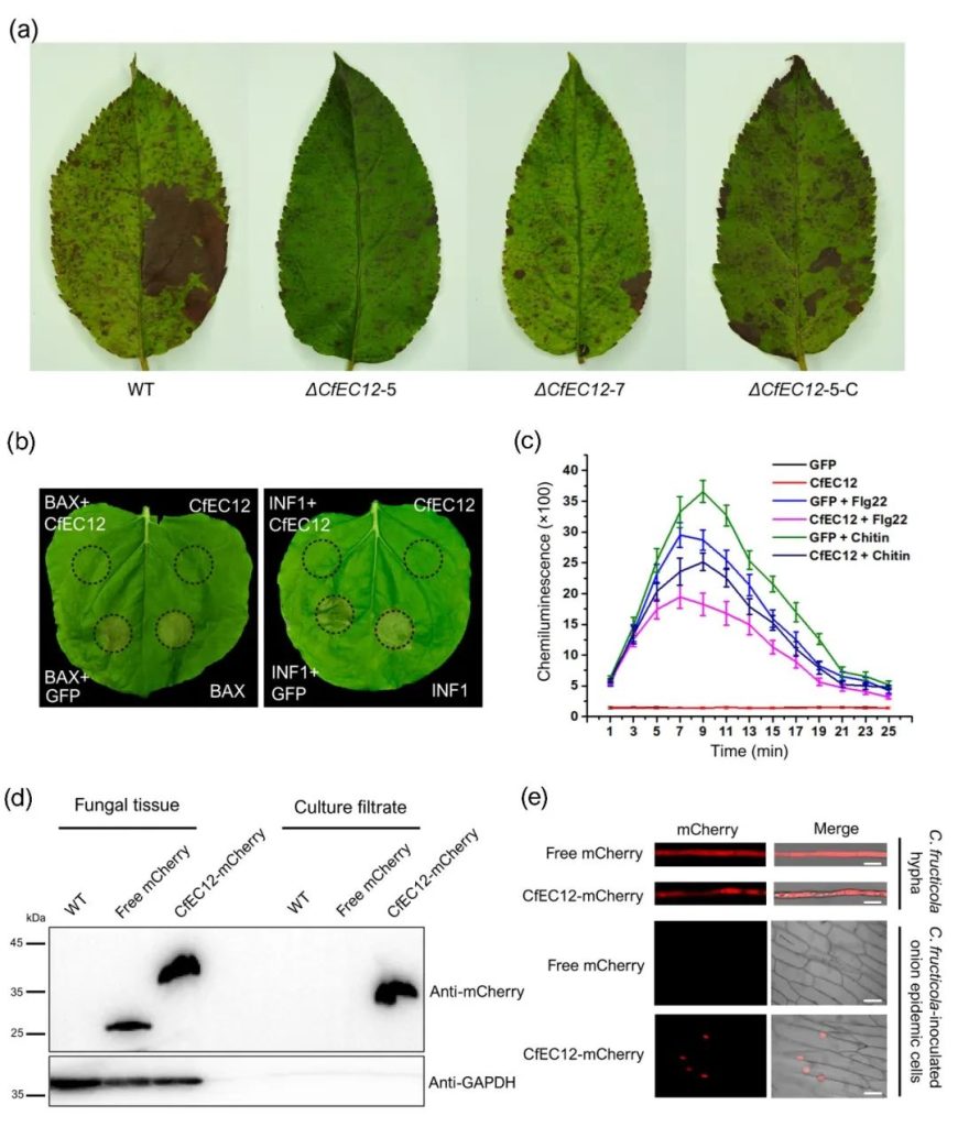 《PBJ | 西北农林科技大学孙广宇团队发现炭疽菌效应蛋白CfEC12致病新机制》