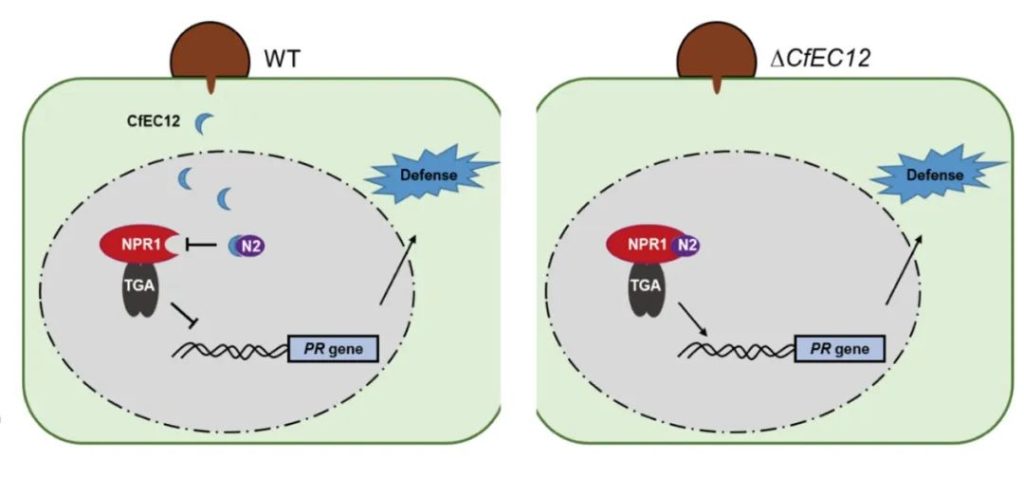 《PBJ | 西北农林科技大学孙广宇团队发现炭疽菌效应蛋白CfEC12致病新机制》