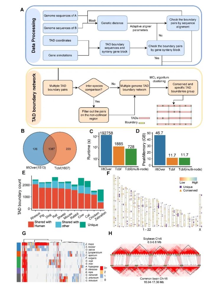 《Bioinformatics |华中农业大学棉花遗传改良团队开发三维基因组研究新软件Tcbf》