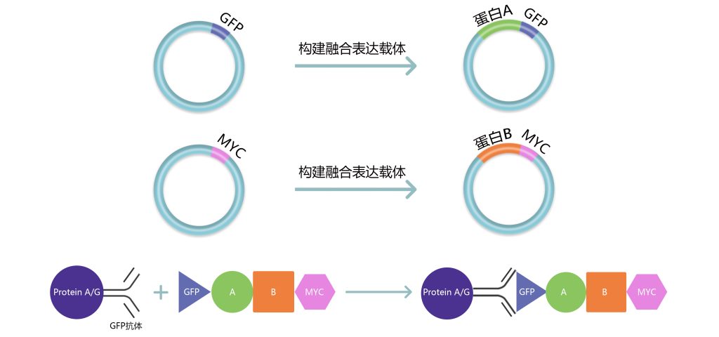 《你会选择什么方法在植物中研究蛋白互作？》