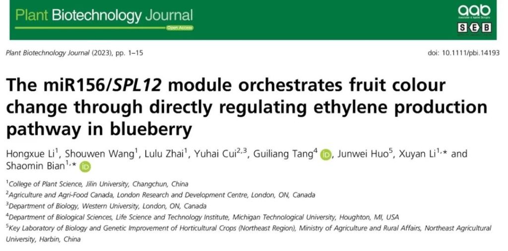 《PBJ | 吉林大学边少敏教授团队揭示蓝莓miR156/SPL12通过调控乙烯合成控制果实色泽发育的分子机制》