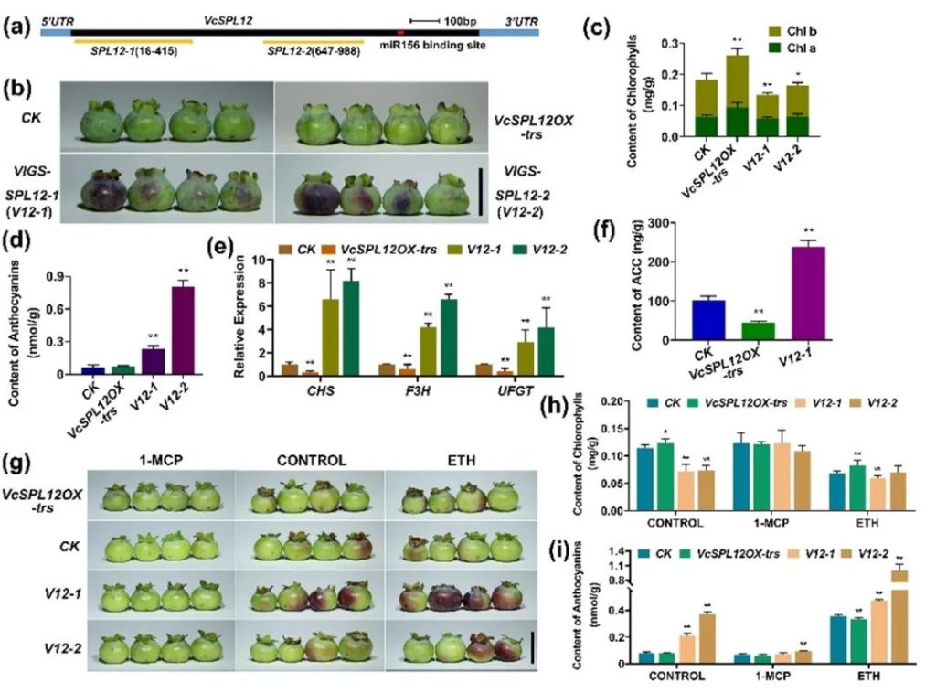 《PBJ | 吉林大学边少敏教授团队揭示蓝莓miR156/SPL12通过调控乙烯合成控制果实色泽发育的分子机制》