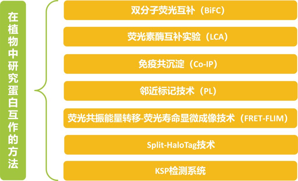 《你会选择什么方法在植物中研究蛋白互作？》