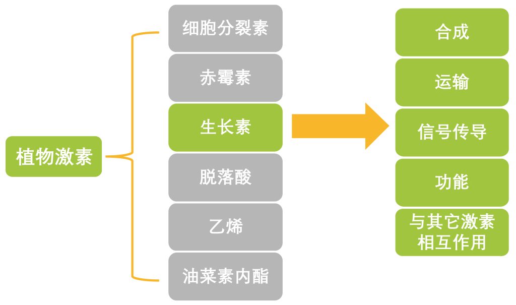 《向光而行，向上生长——生长素》