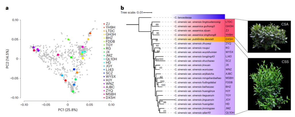《Nature Plants | 基因组所张兴坦团队合作构建茶树泛基因组，助力基因组辅助育种》