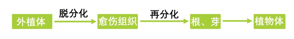 《听说遗传转化不需要愈伤组织？》