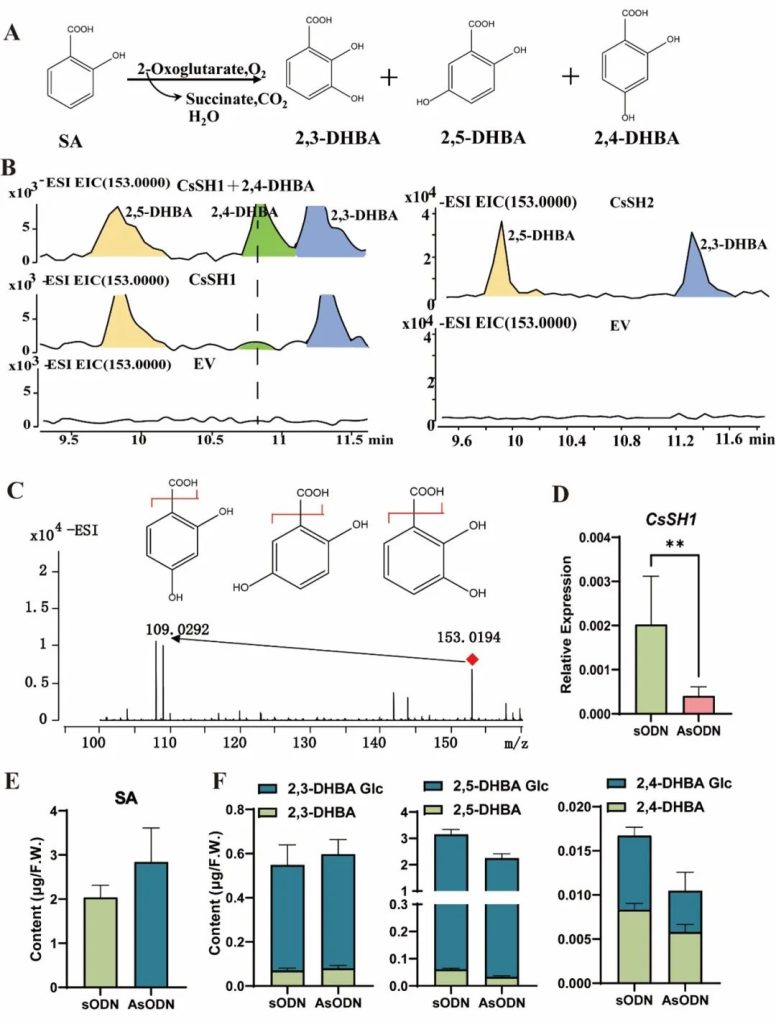 《Adv. Sci. | 安徽农业大学宋传奎团队在茶树中发现参与抗病的新型SA衍生物糖苷及合成途径》