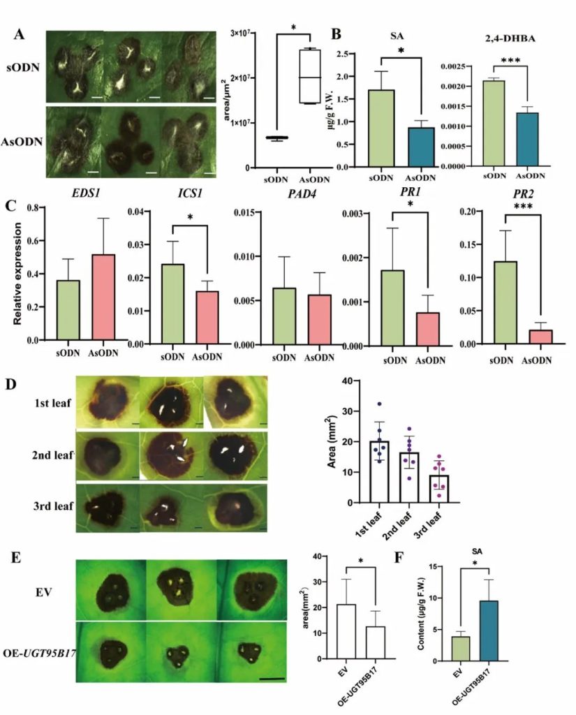 《Adv. Sci. | 安徽农业大学宋传奎团队在茶树中发现参与抗病的新型SA衍生物糖苷及合成途径》