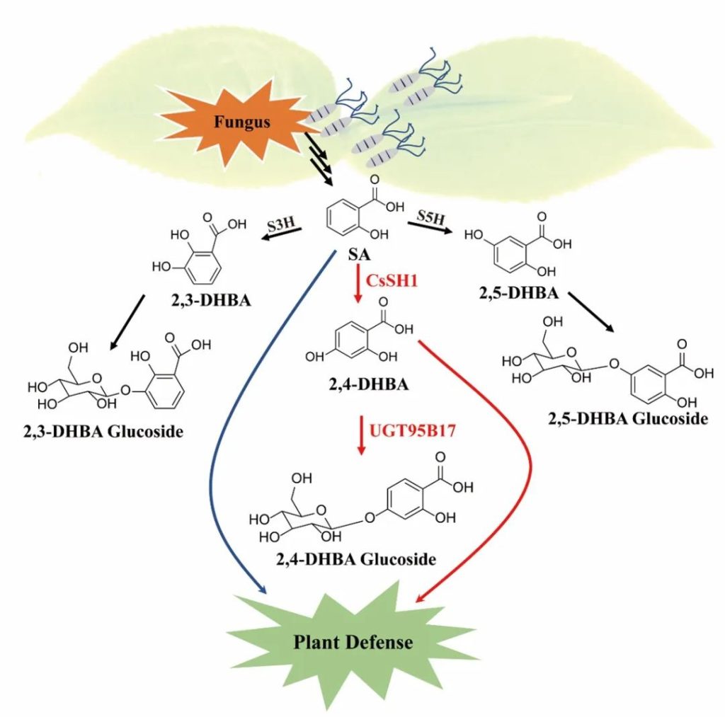 《Adv. Sci. | 安徽农业大学宋传奎团队在茶树中发现参与抗病的新型SA衍生物糖苷及合成途径》