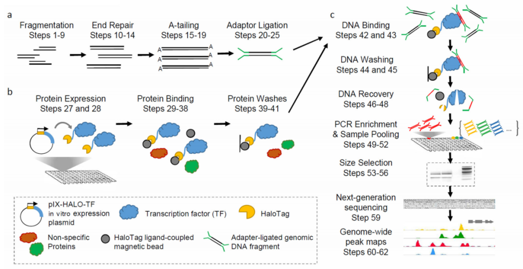 《鉴定转录因子结合位点的新技术——DAP-seq》