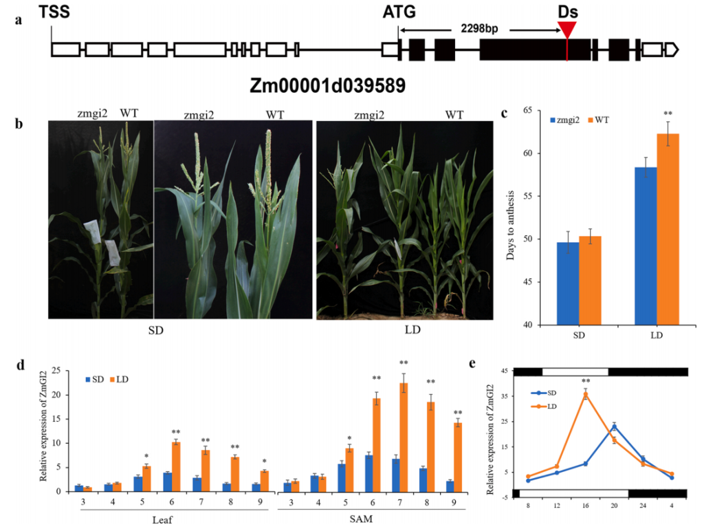 《鉴定转录因子结合位点的新技术——DAP-seq》