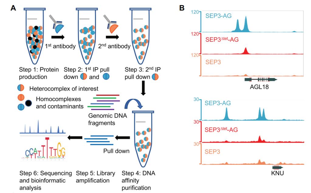 《鉴定转录因子结合位点的新技术——DAP-seq》