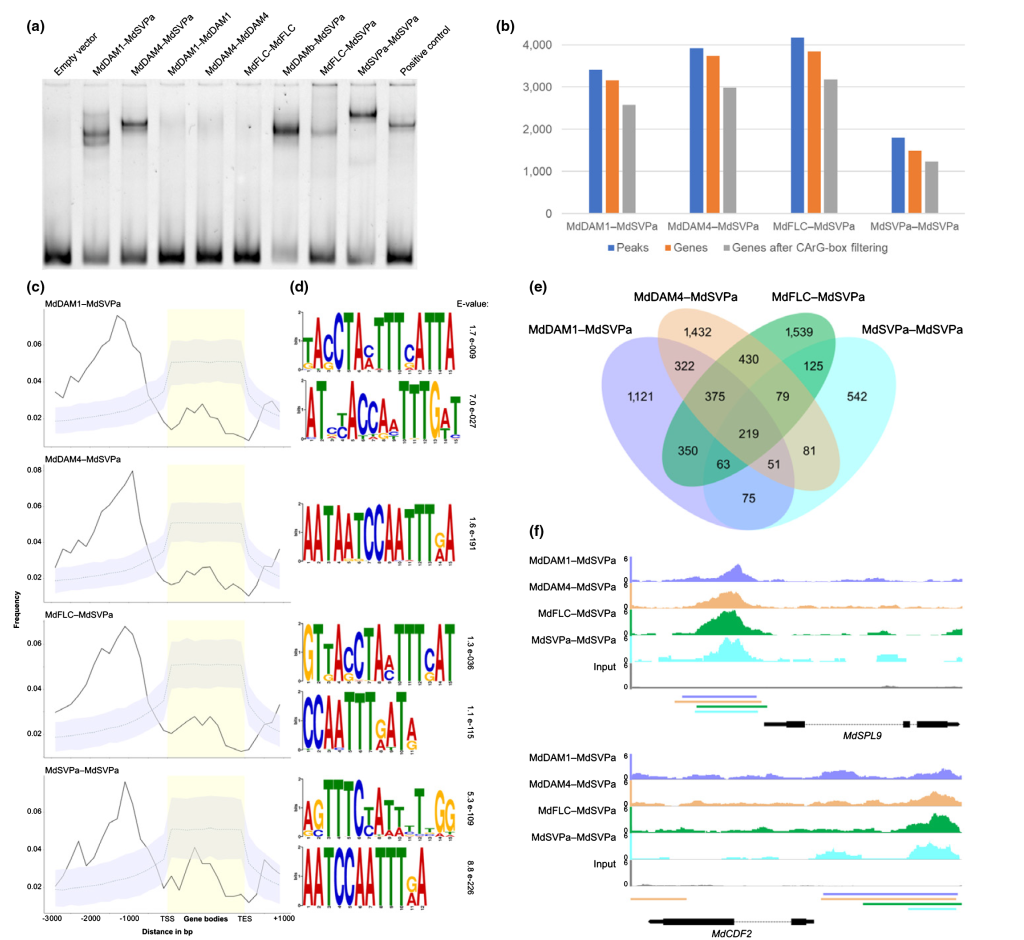 《鉴定转录因子结合位点的新技术——DAP-seq》