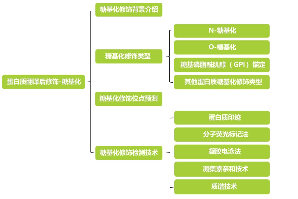 《蛋白质翻译后修饰——糖基化》